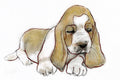 Hound