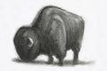 Bison