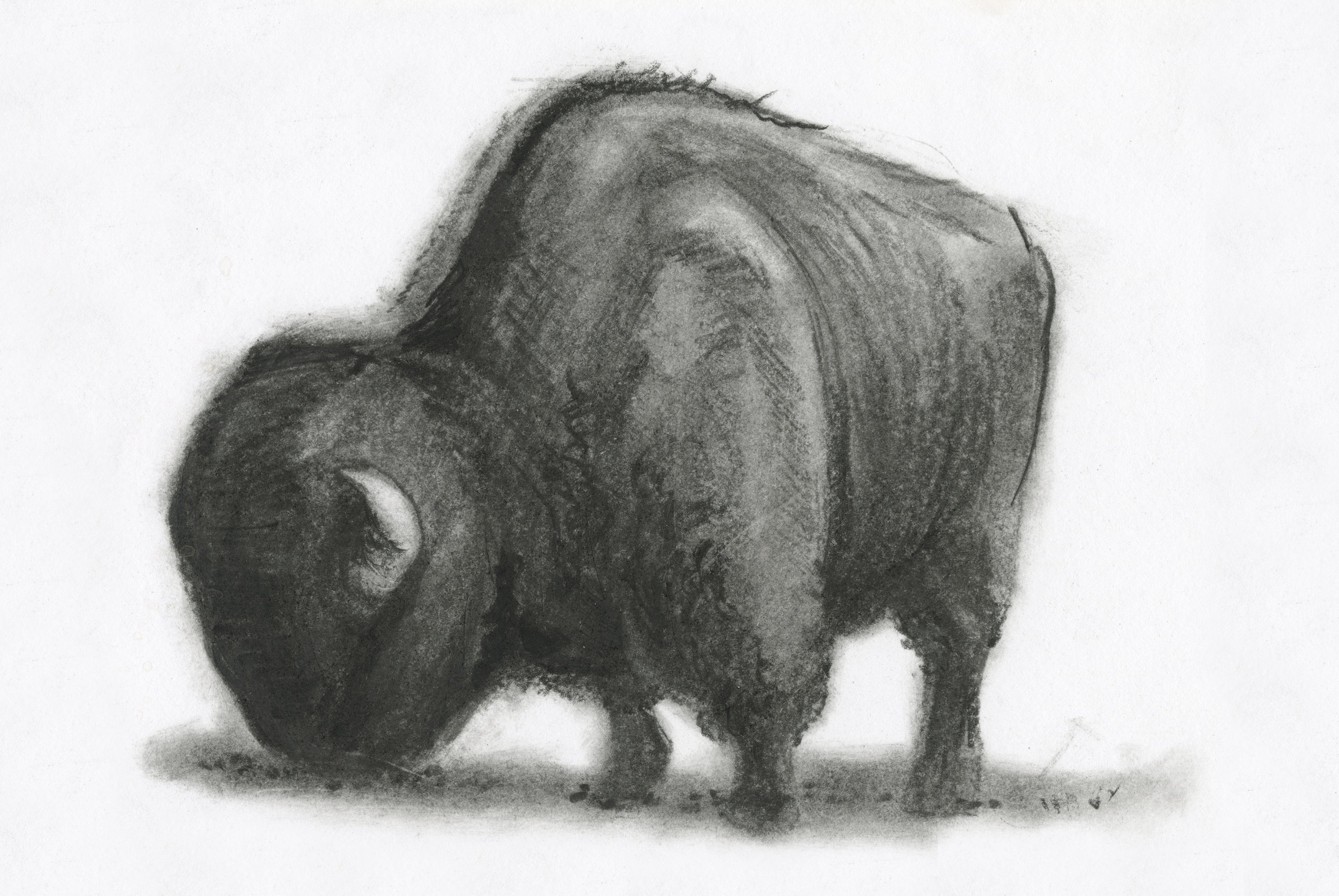 Bison