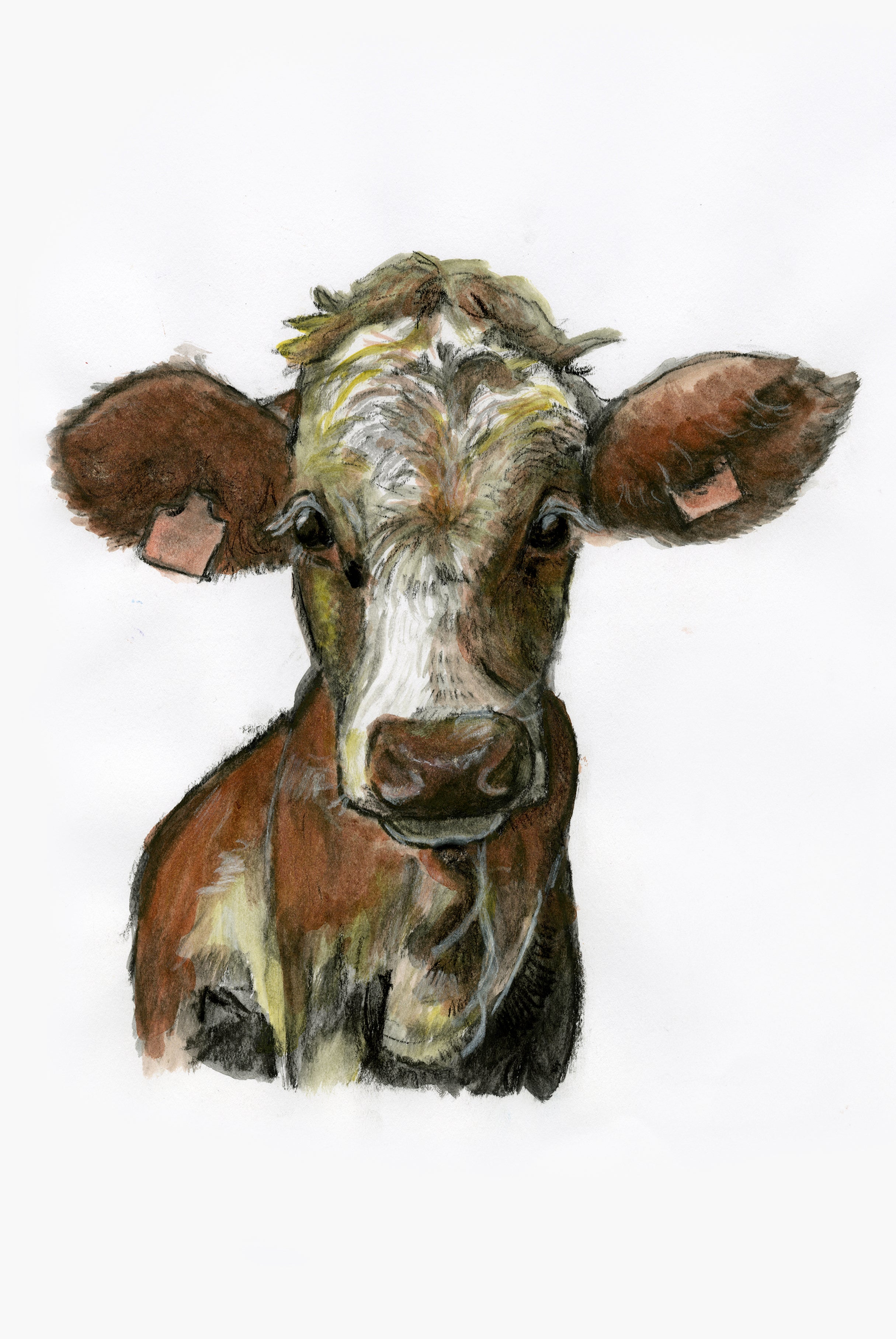 Cow