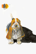 Basset Hound