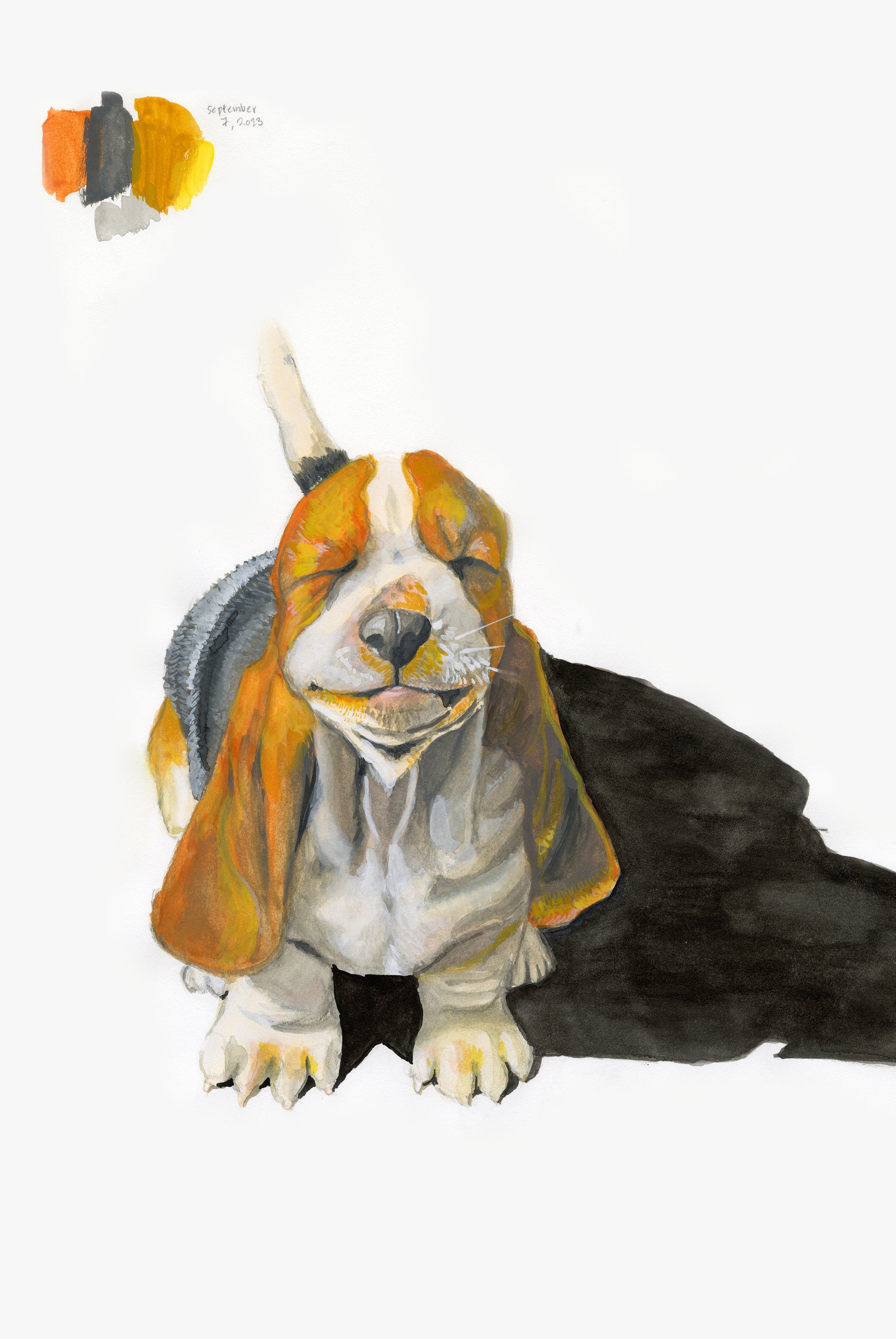 Basset Hound
